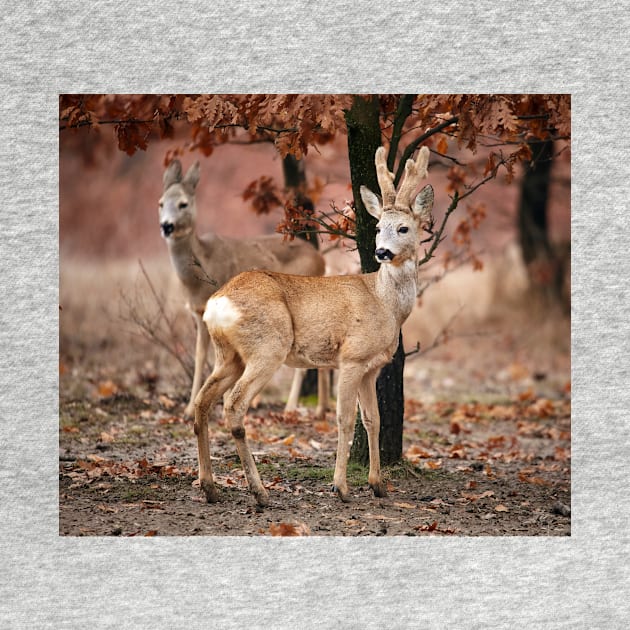 Roe deer family by naturalis